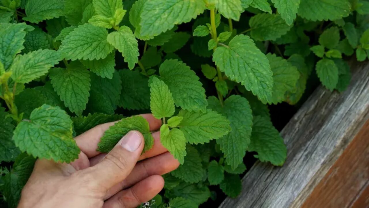 مش هتلاقي في جمدانها اتنين.. حلول طبيعية ستجدها في هذا النبات بنتائج فوق الوصف 5 مش هتلاقي في جمدانها اتنين.. حلول طبيعية ستجدها في هذا النبات بنتائج فوق الوصف