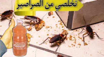 للتخلص من الصراصير