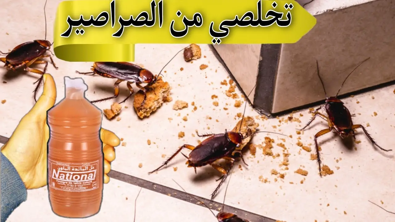 بمكونات من منزلك.. وصفة سحرية للتخلص من الصراصير للأبد فعالة 100% 5 بمكونات من منزلك.. وصفة سحرية للتخلص من الصراصير للأبد فعالة 100%