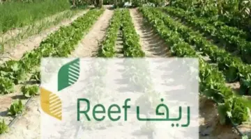 متى صدور نتائج أهلية ريف 1446؟