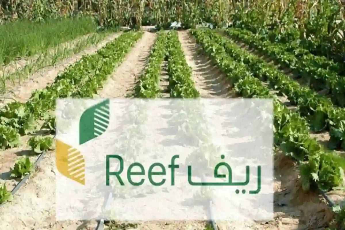 متى صدور نتائج أهلية ريف 1446؟.. و6 شروط للقبول في البرنامج