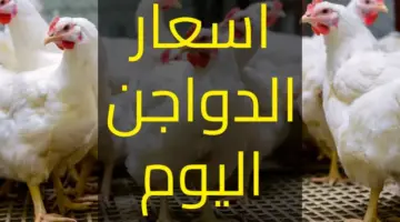 هبوط أسعار بورصة الدواجن 1 800x500 1