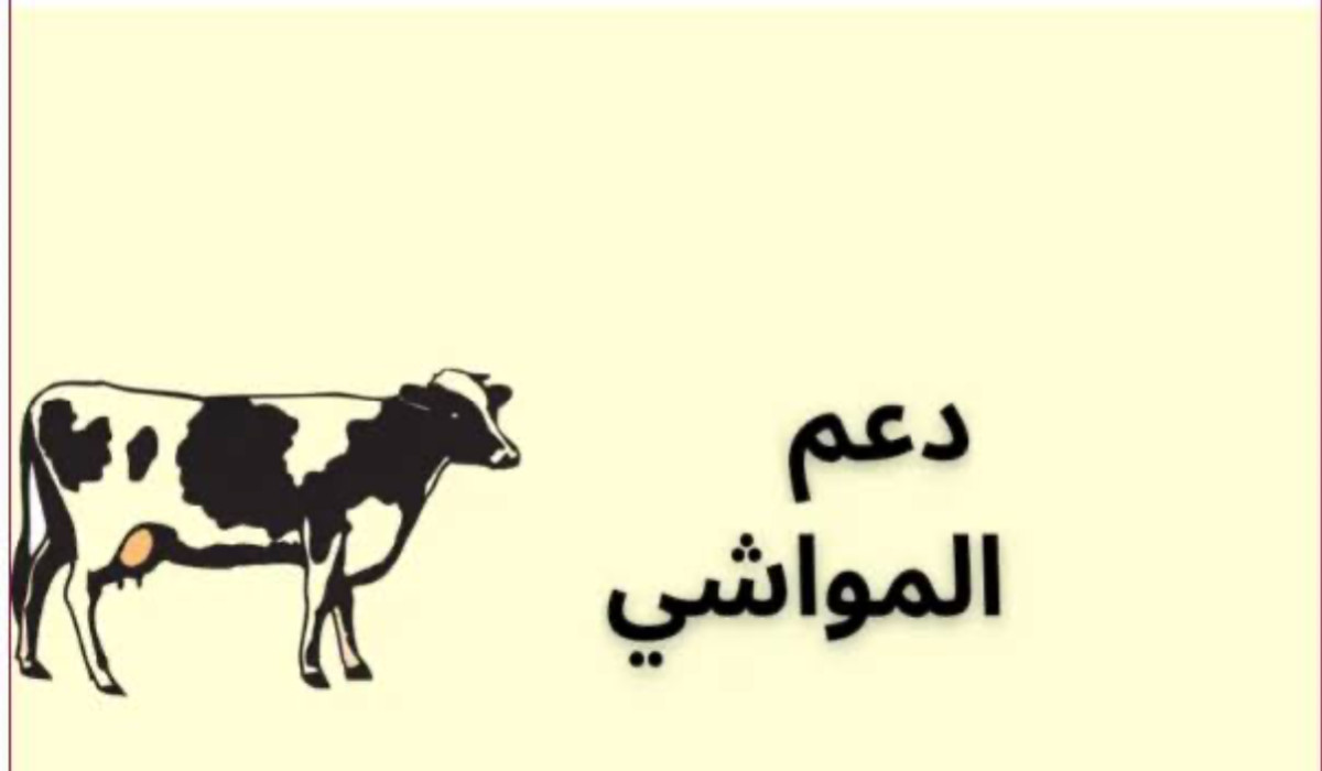 بالشروط والخطوات.. تعرف على طريقة التقديم للحصول على دعم مربي الماشية في السعودية 1446
