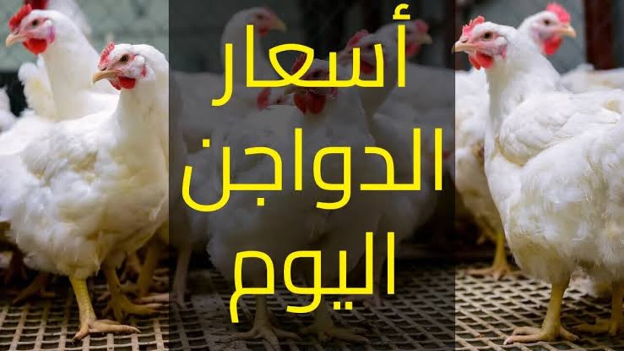 البيض بكام انهارده.. أسعار الدواجن والبيض اليوم الأربعاء 18 سبتمبر 2024 في الأسواق المصرية