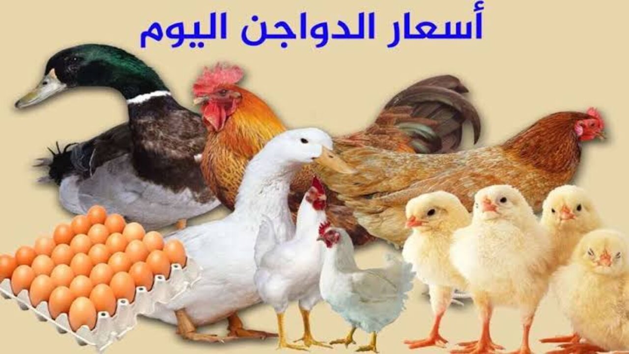 بكام الكيلو؟!.. أسعار الدواجن اليوم الإثنين 9 سبتمبر 2024 في بورصة الدواجن والأسواق المصرية