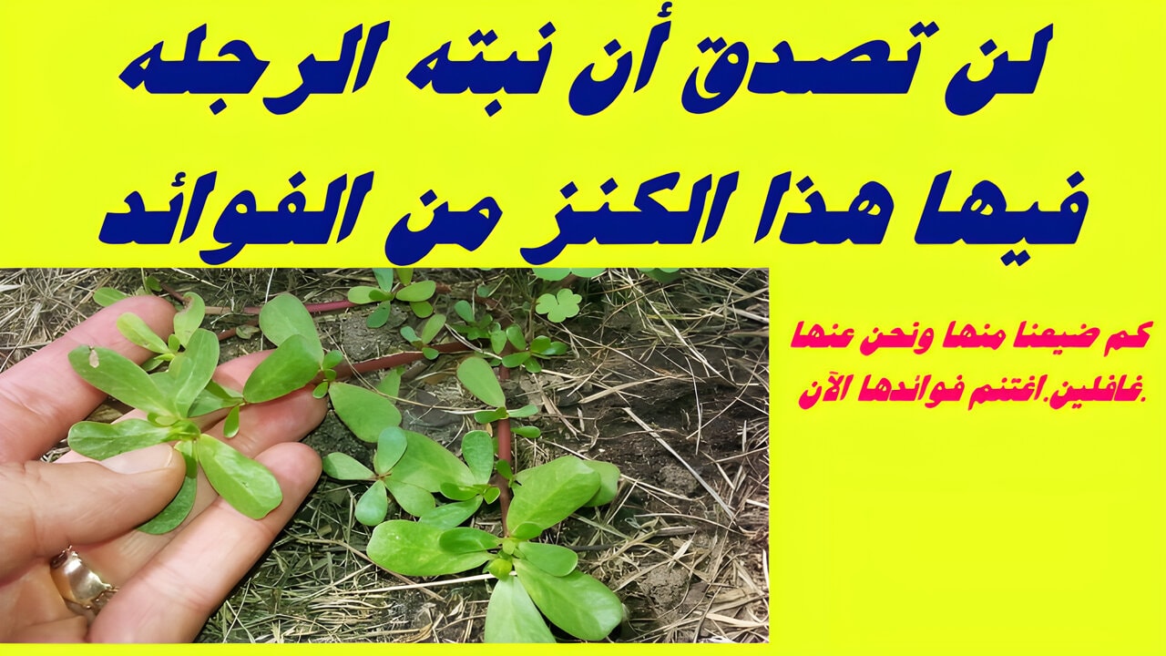 لو علمت قيمتها لما استغنيت عنها.. عشبة تظهر في كل مكان لكن لا أحد يغتنم فوائدها المهمة