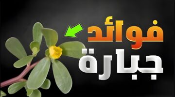 IMG ٢٠٢٤٠٩١٢ ١٣٣٦١٠ 1 1