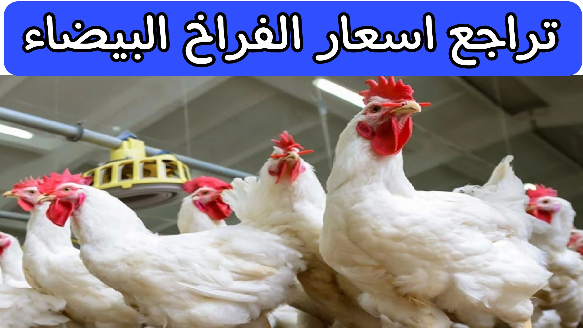بشرى سارة للمستهلكين.. حقيقة هبوط كبير في اسعار الفراخ البيضاء في مصر وخبير يكشف الاسباب 5 بشرى سارة للمستهلكين.. حقيقة هبوط كبير في اسعار الفراخ البيضاء في مصر وخبير يكشف الاسباب