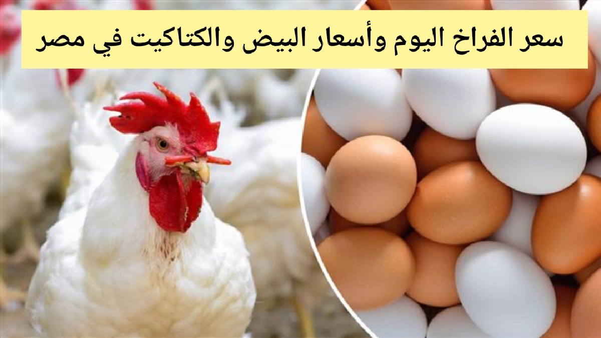 قفزة جديدة في سعر الفراخ اليوم الأحد 1/9/2024 بالأسواق وفي المزرعة وكم كرتونة البيض