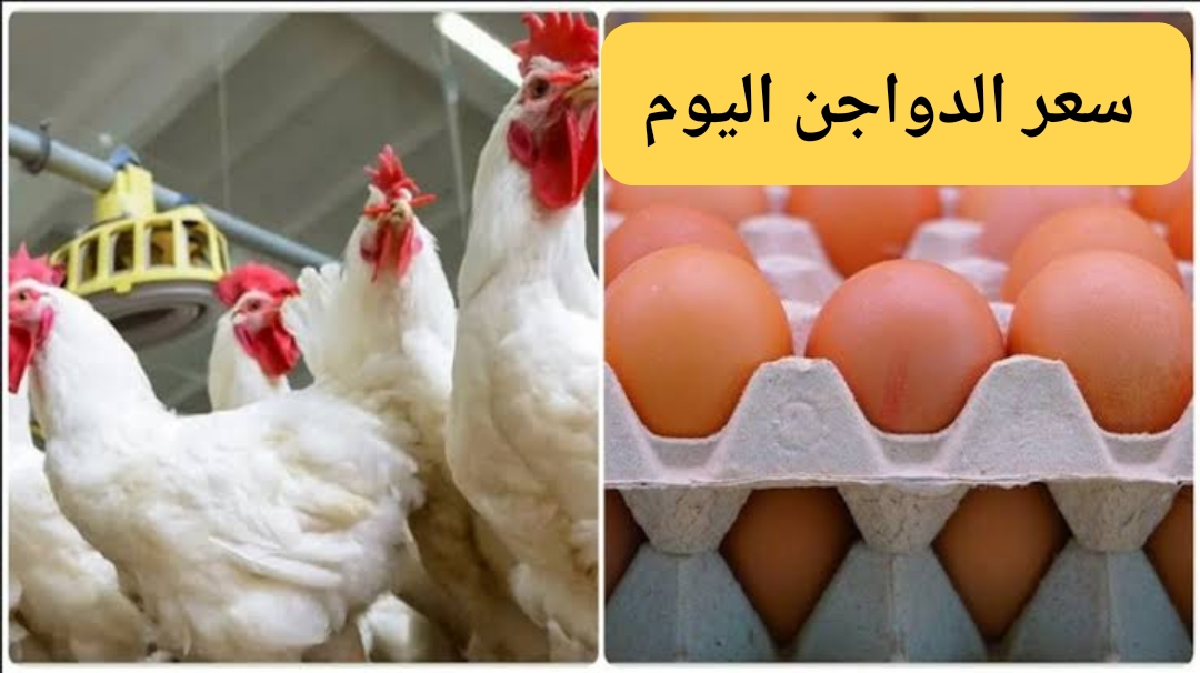 الحقوا اشتروا وخزنوا.. سعر الدواجن اليوم الأربعاء 4 سبتمبر 2024 وأسعار كرتونة البيض والكتاكيت