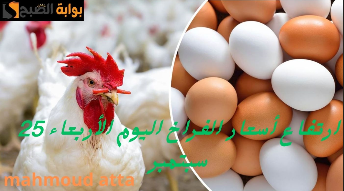"ارتفاع في أسعار الدواجن!"..إليكم أسعار الفراخ والبيض اليوم الأربعاء 25 سبتمبر في السوق المصري 2 “ارتفاع في أسعار الدواجن!”..إليكم أسعار الفراخ والبيض اليوم الأربعاء 25 سبتمبر في السوق المصري