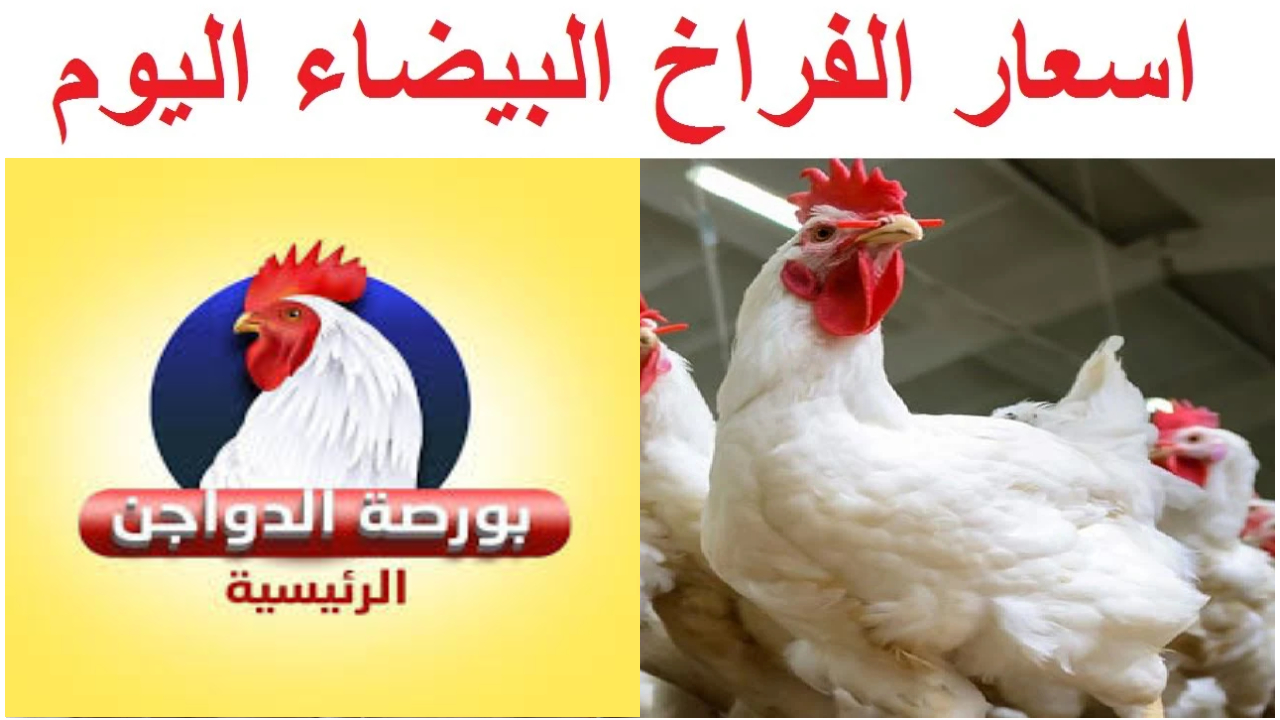الحقي خزني.. اسعار بورصة الدواجن اليوم الأربعاء 4 سبتمبر 2024 مستمرة في الانخفاض 2 الحقي خزني.. اسعار بورصة الدواجن اليوم الأربعاء 4 سبتمبر 2024 مستمرة في الانخفاض