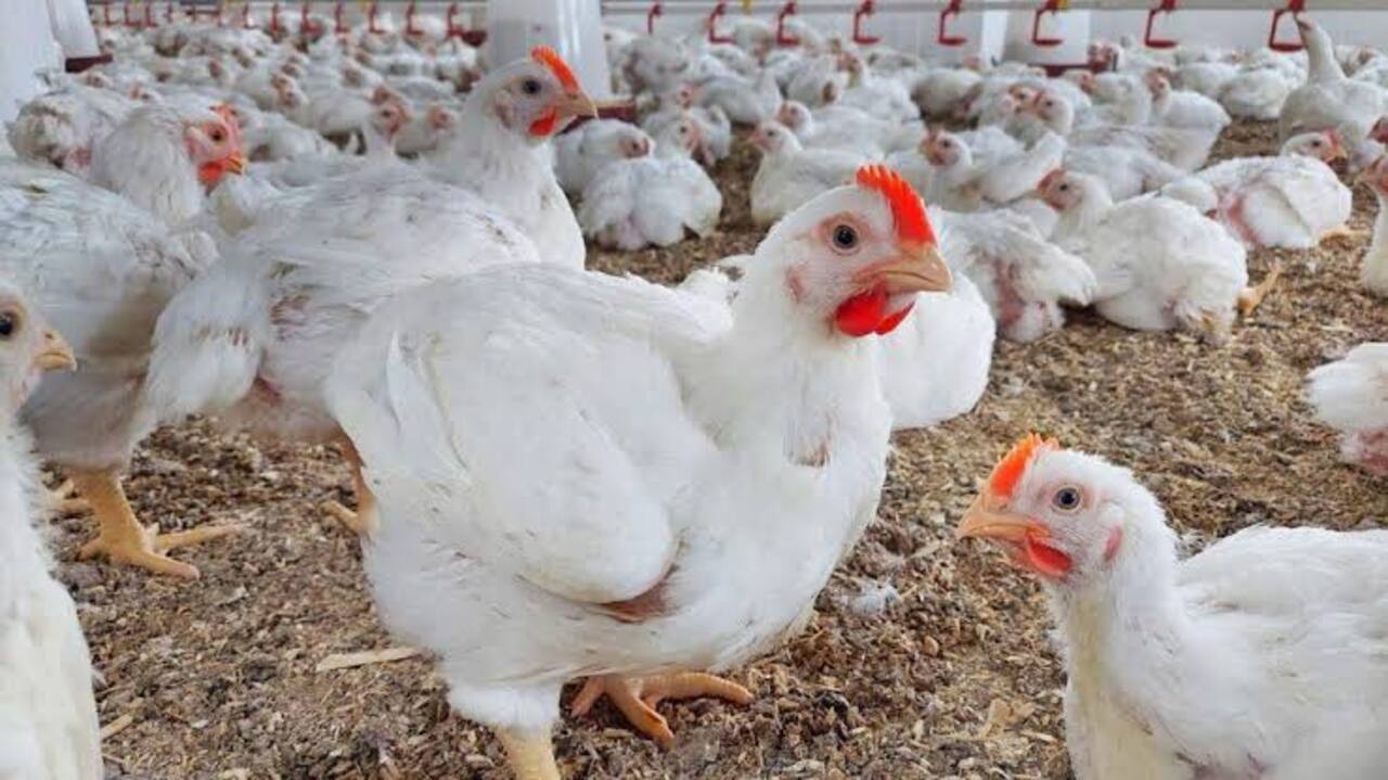 سعر الدجاج لحظة بلحظة.. بورصة الدواجن اليوم الجمعة 13 سبتمبر