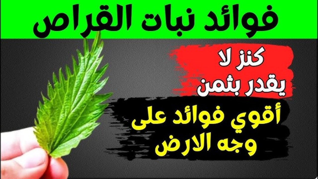 اوهموك بأنها عشبة مرعبة.. نبات يبتعد عنه الجميع دون أن يدركوا الكنز الذي يحتويه 5 اوهموك بأنها عشبة مرعبة.. نبات يبتعد عنه الجميع دون أن يدركوا الكنز الذي يحتويه