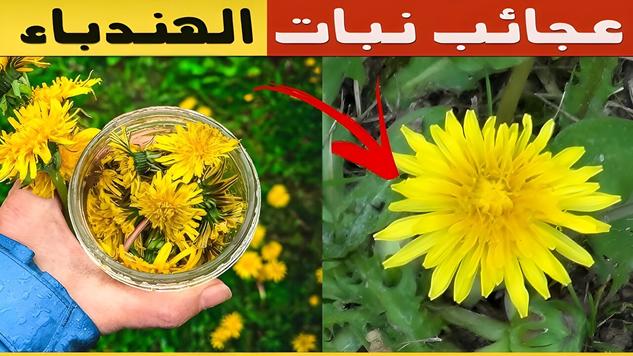 لن تستغنى عنها بعد الآن.. عشبة شائعة متوفرة مجانا تحتوي على فوائد غير متوقعة