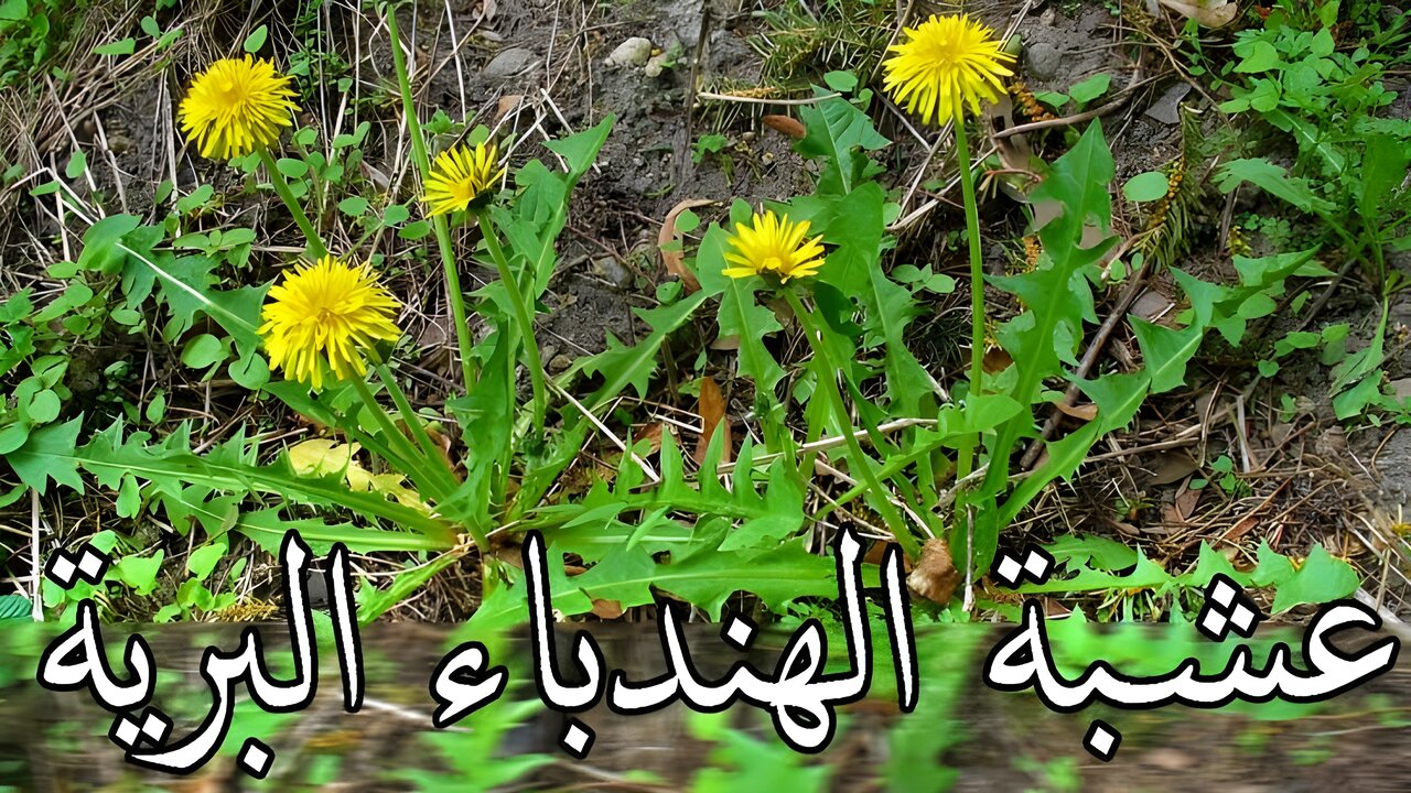 كنز بس مش واخد حقه.. نبتة سهلة العثور عليها تستحوذ على فوائد ليس لها مثيل