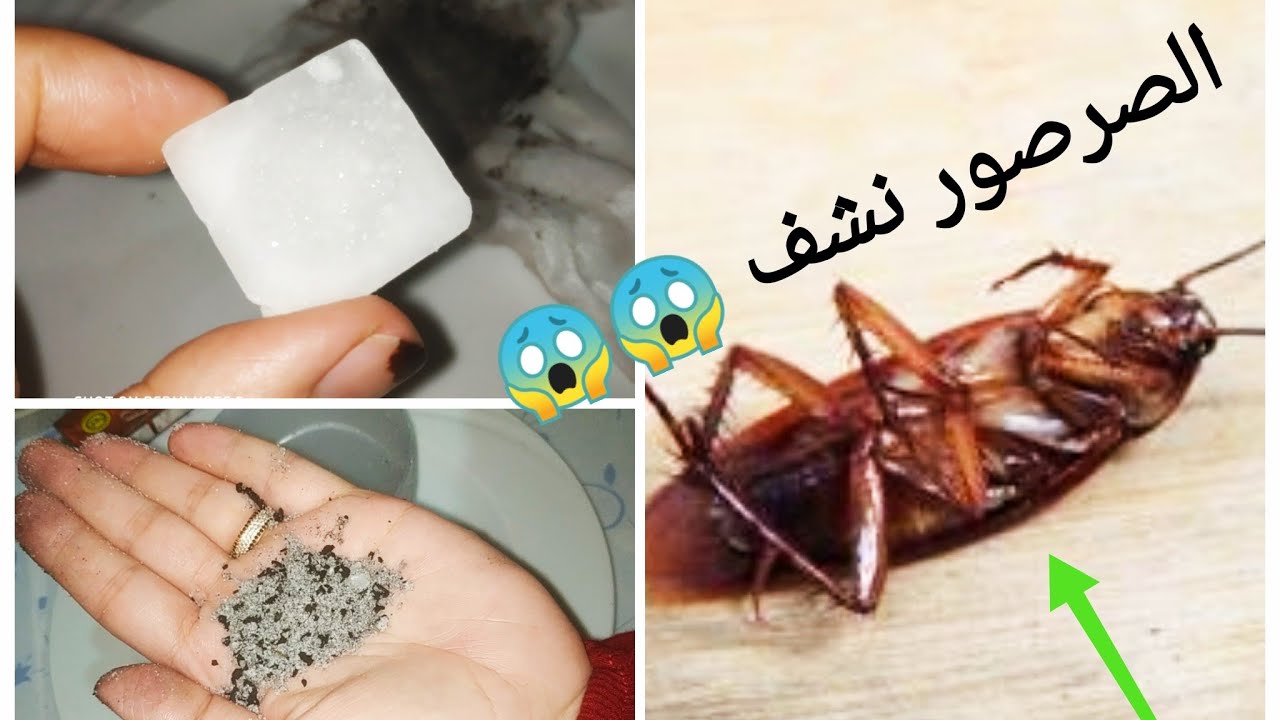 مفيش صرصور تانى.. التخلص من الصراصير والحشرات وطردهم خارج المنزل بكل سهوله وبدون مواد كيماوية 2 مفيش صرصور تانى.. التخلص من الصراصير والحشرات وطردهم خارج المنزل بكل سهوله وبدون مواد كيماوية