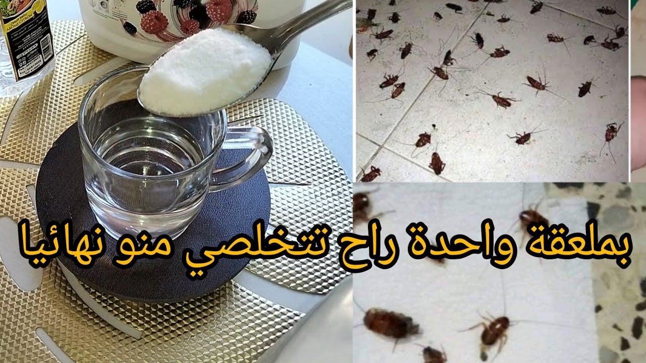 ولا صرصور في بيتك.. الحل السحري للتخلص من الصراصير والحشرات نهائيا بطريقة متخطرش علي بالك 5 ولا صرصور في بيتك.. الحل السحري للتخلص من الصراصير والحشرات نهائيا بطريقة متخطرش علي بالك