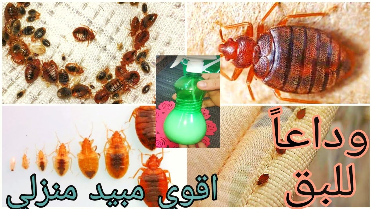 مش هتلمحيها في البيت تاني.. اهم الروائح للقضاء على حشرة البق في المنزل.. اتخلصي منها للابد 5 مش هتلمحيها في البيت تاني.. اهم الروائح للقضاء على حشرة البق في المنزل.. اتخلصي منها للابد