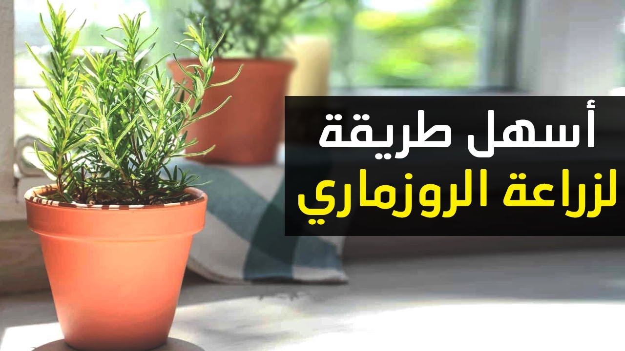 مش هتشتري من العطار تاني.. طريقة زراعة الرزماري في البيت من البذور بكل احترافية من البداية حتى الحصاد