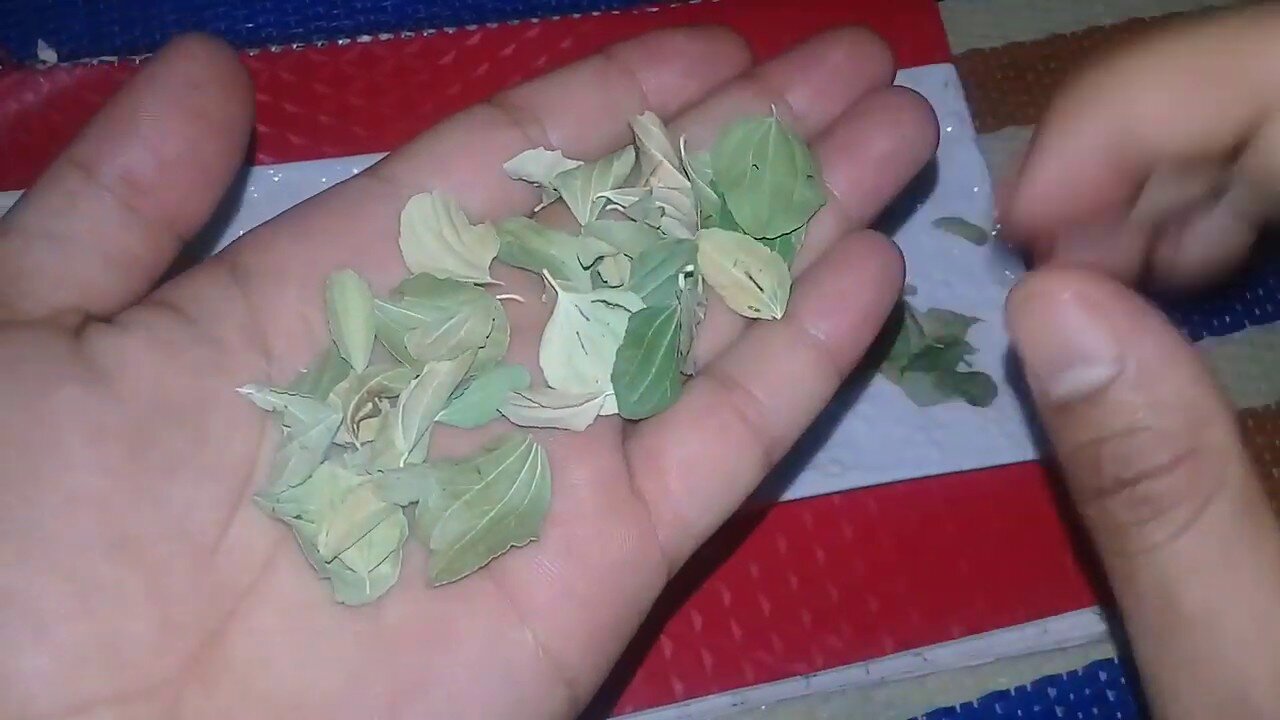 خبايا موجودة في الشجرة المبروكة.. نبات طبيعي يحوي فوائد لا تنتهي على مر العصور