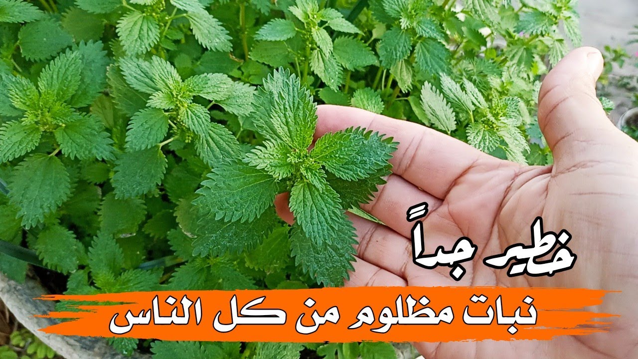 لسعة خفيفة وفائدة عظيمة.. عشبة من بره شكلها مخيف لكن من جوه مليانة خير