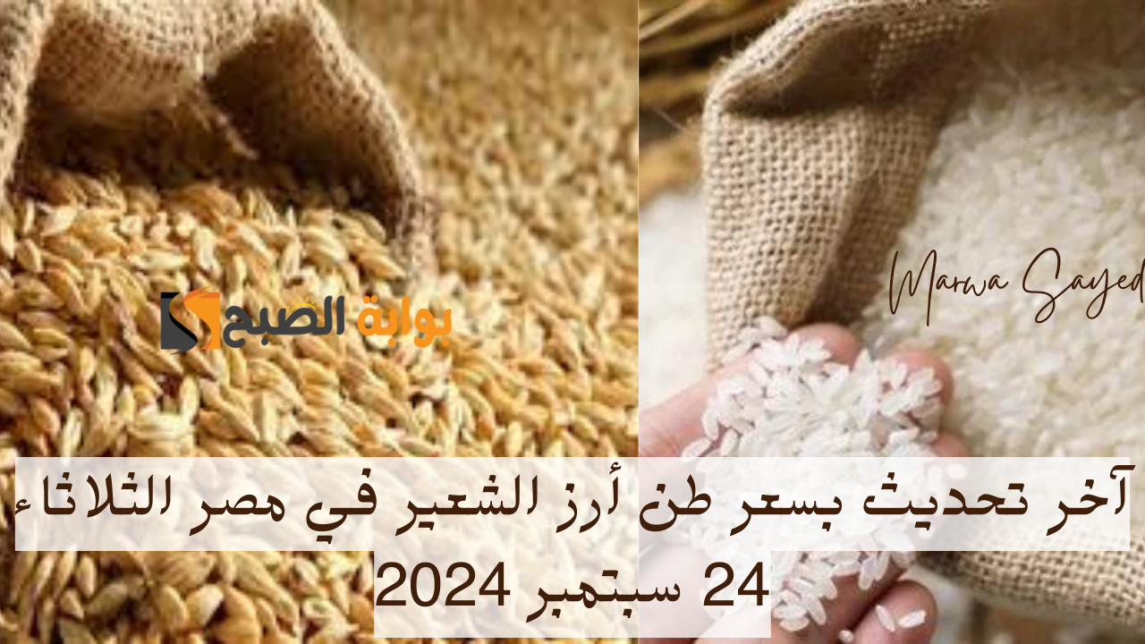 “استقرار في سعر اليوم” .. إليك آخر تحديث بسعر طن أرز الشعير في مصر الثلاثاء 24 سبتمبر 2024 بكل أنواعه الرفيع والعريض منها