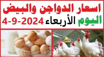 آخر تحديث لأسعار الفراخ والبيض في السوق المصري اليوم الأربعاء 4 سبتمبر 2024