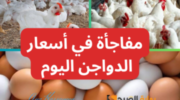 أسعار الدواجن اليوم