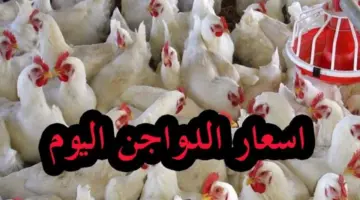 أسعار الدواجن في مصر 2
