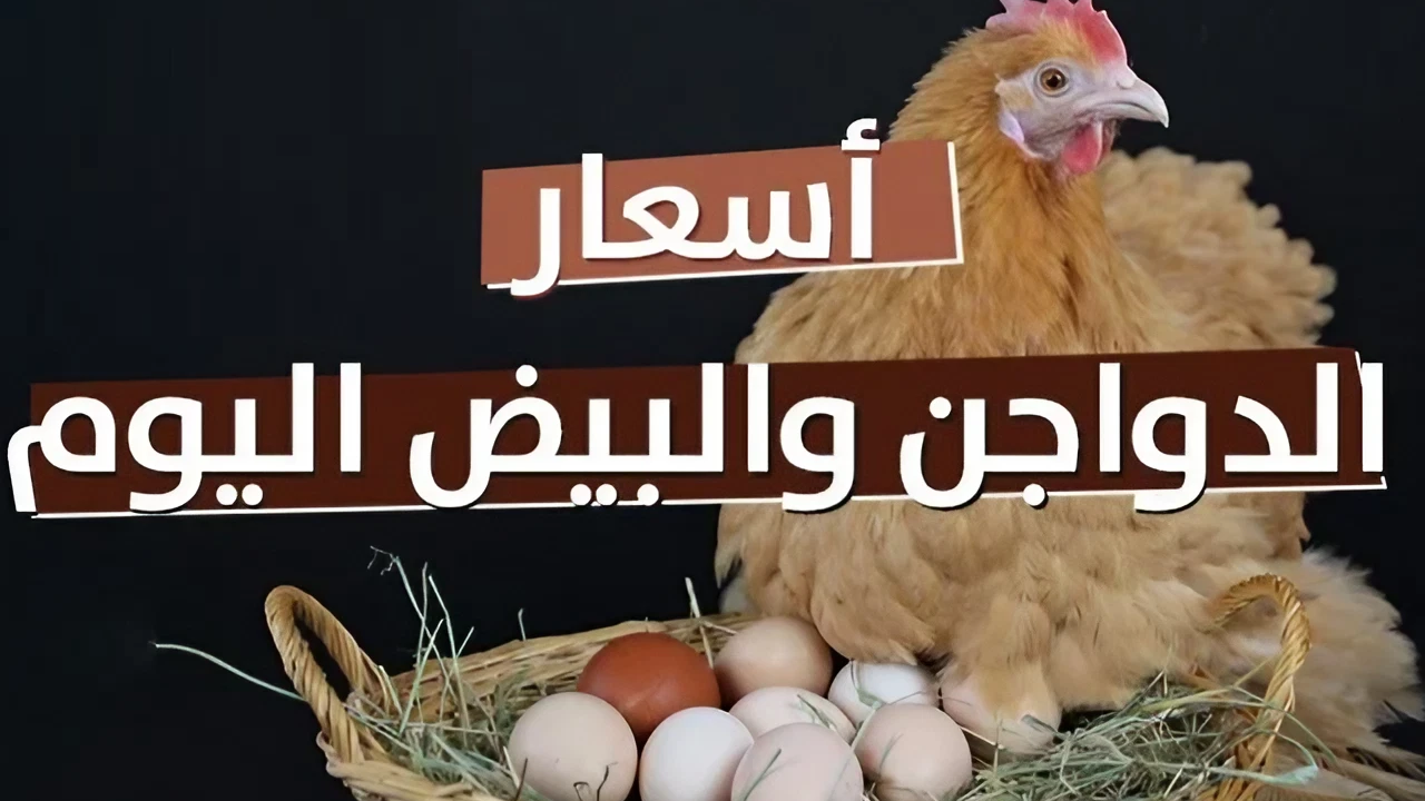 كيلو الفراخ بكام انهاردة.. أسعار الدواجن والبيض اليوم الأحد 8 سبتمبر 2024