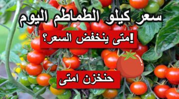 أسعار الطماطم اليوم الأربعاء وأخبار عن الانخفاض الفترة المقبلة