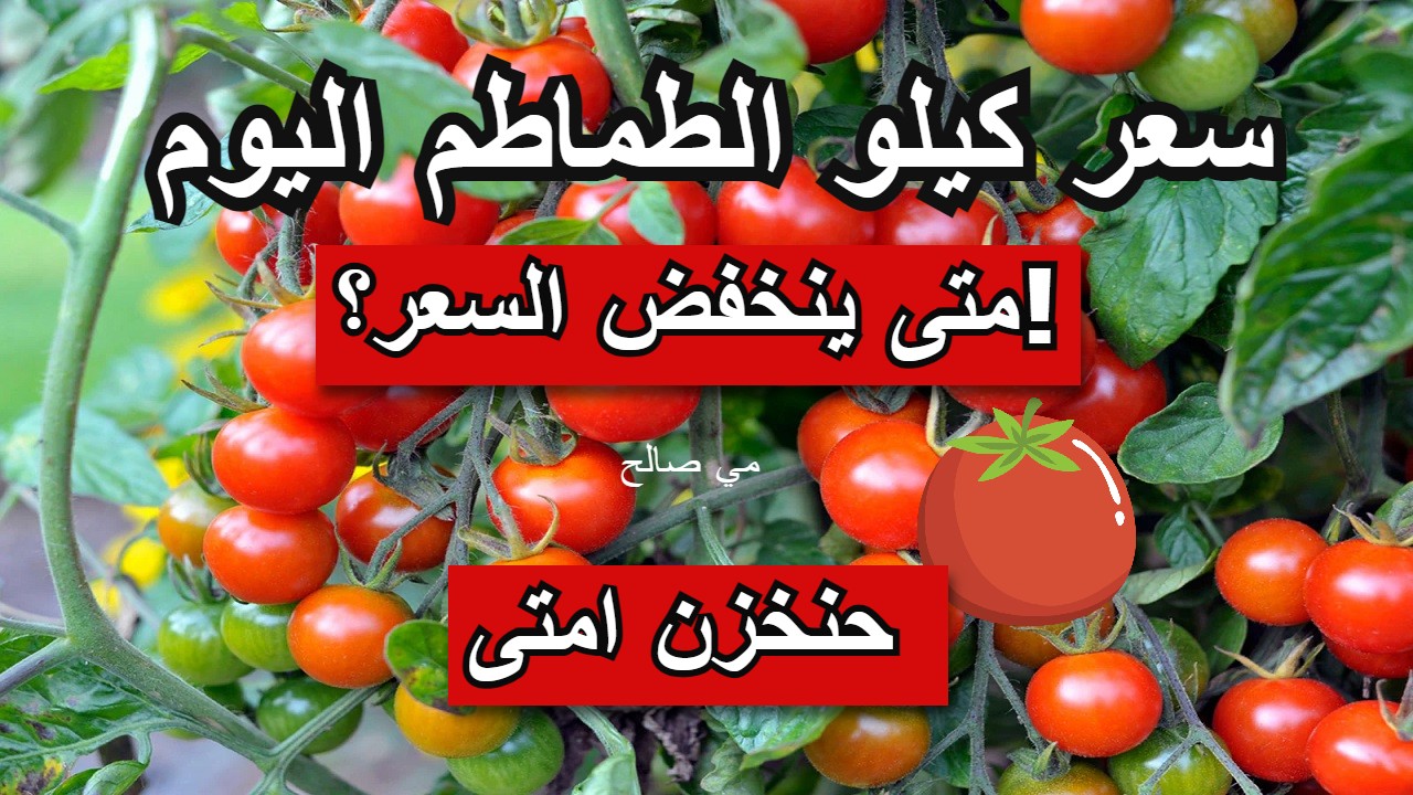 "الفرج جاي بعد الصبر الطويل" أسعار الطماطم اليوم الأربعاء 25/9/2024 وأخبار عن الانخفاض الفترة المقبلة 5 “الفرج جاي بعد الصبر الطويل” أسعار الطماطم اليوم الأربعاء 25/9/2024 وأخبار عن الانخفاض الفترة المقبلة
