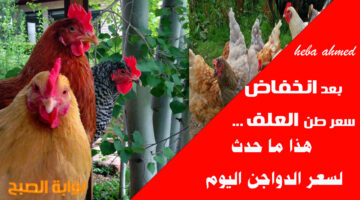 أسعار الفراخ االيوم في مصر