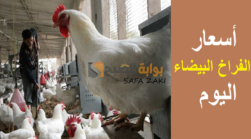 أسعار الفراخ البيضاء اليوم