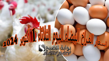 أسعار الفراخ البيضاء اليوم الثلاثاء 1 أكتوبر 2024