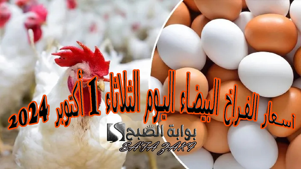 “بورصة الدواجن”..  أسعار الفراخ البيضاء اليوم الثلاثاء 1 أكتوبر 2024 وفي مختلف المحلات والأسواق التجارية