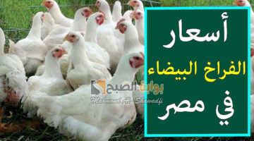 أسعار الفراخ البيضاء اليوم في بورصة الدواجن