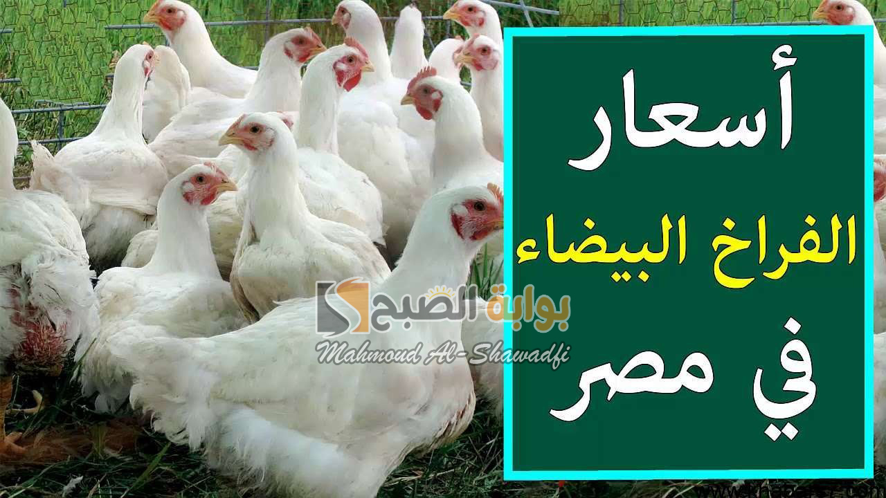 "ارتفاع جديد".. أسعار الفراخ البيضاء اليوم في بورصة الدواجن ومفاجأة بشأن سعر كرتونة البيض 5 “ارتفاع جديد”.. أسعار الفراخ البيضاء اليوم في بورصة الدواجن ومفاجأة بشأن سعر كرتونة البيض