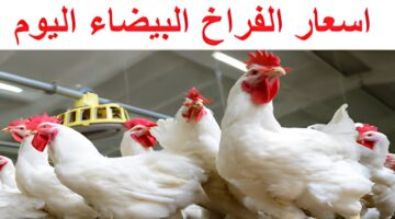أسعار الفراخ البيضاء والبيض اليوم
