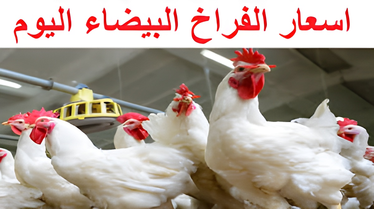 بكام الفراخ البيضاء.. أسعار الفراخ البيضاء والبيض اليوم السبت 14 سبتمبر 2024