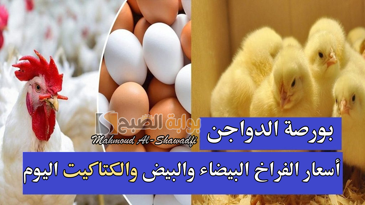 بورصة الدواجن.. مفاجأة في أسعار الفراخ البيضاء والبيض والكتاكيت اليوم والساسو تسجل 105 جنيهات 2 بورصة الدواجن.. مفاجأة في أسعار الفراخ البيضاء والبيض والكتاكيت اليوم والساسو تسجل 105 جنيهات