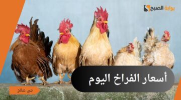 أسعار الفراخ اليوم