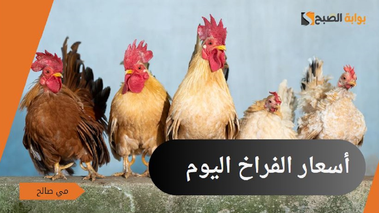 "ارتفاع مع نهاية سبتمبر" أسعار الفراخ اليوم الاثنين 30/9/2024 في بورصة الدواجن 5 “ارتفاع مع نهاية سبتمبر” أسعار الفراخ اليوم الاثنين 30/9/2024 في بورصة الدواجن