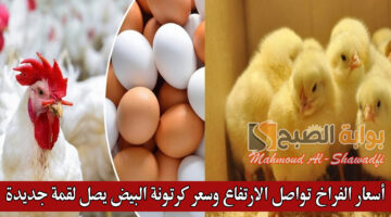 أسعار الفراخ تواصل الارتفاع وسعر كرتونة البيض يصل لقمة جديدة 1