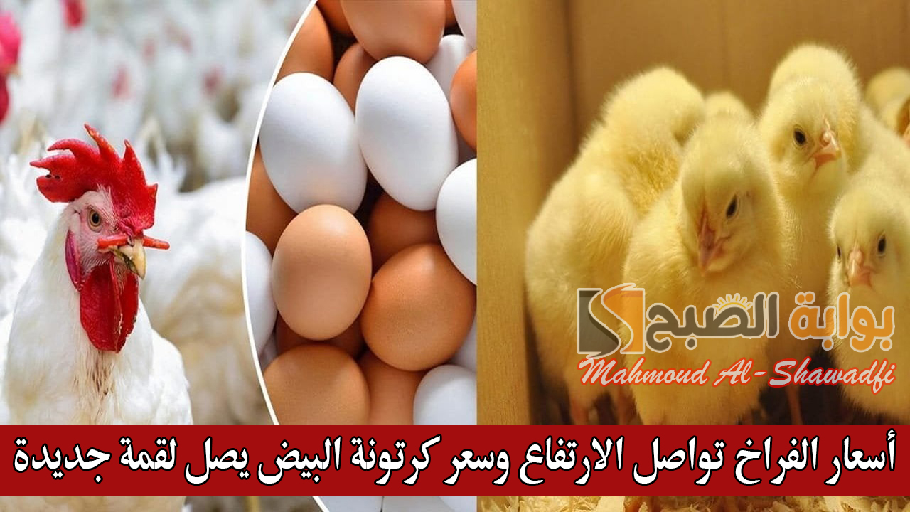 بورصة الدواجن اليوم.. أسعار الفراخ تواصل الارتفاع وسعر كرتونة البيض يصل لقمة جديدة