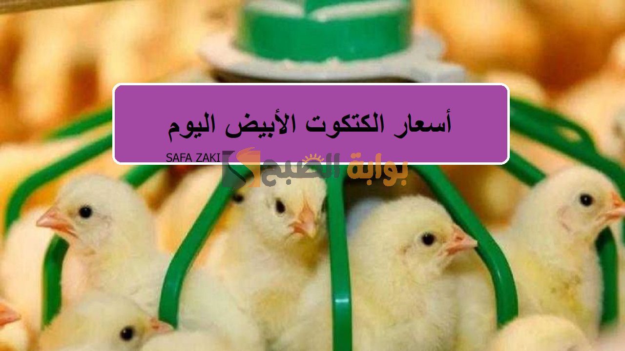 للمربين الكتكوت بكام؟ أسعار الكتاكيت البيضاء اليوم الجمعة 27 سبتمبر 2024 بالبورصة والشركات "البلدي والساسو والهجين" 5 للمربين الكتكوت بكام؟ أسعار الكتاكيت البيضاء اليوم الجمعة 27 سبتمبر 2024 بالبورصة والشركات “البلدي والساسو والهجين”