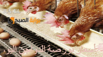 أسعار بورصة الدواجن اليوم 2 1