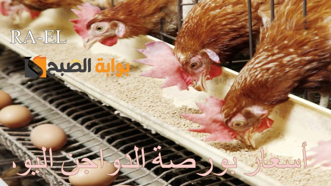 “وصلت لكام؟” أسعار بورصة الدواجن اليوم الأحد 22/9/2024 في مصر للمستهلك