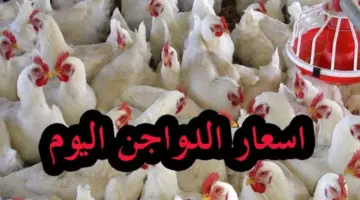 أسعار بورصة الدواجن اليوم 4